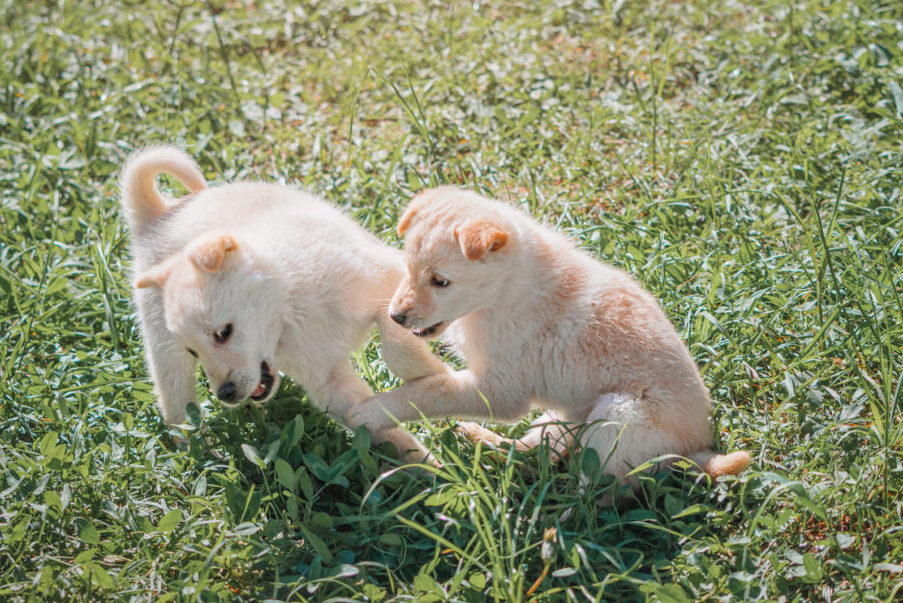 Two cute white fluffy puppies are playing and fighting on the green grass in the park.