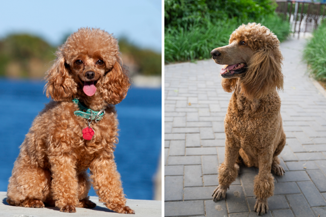 brown toy poodle and a brown mini poodle