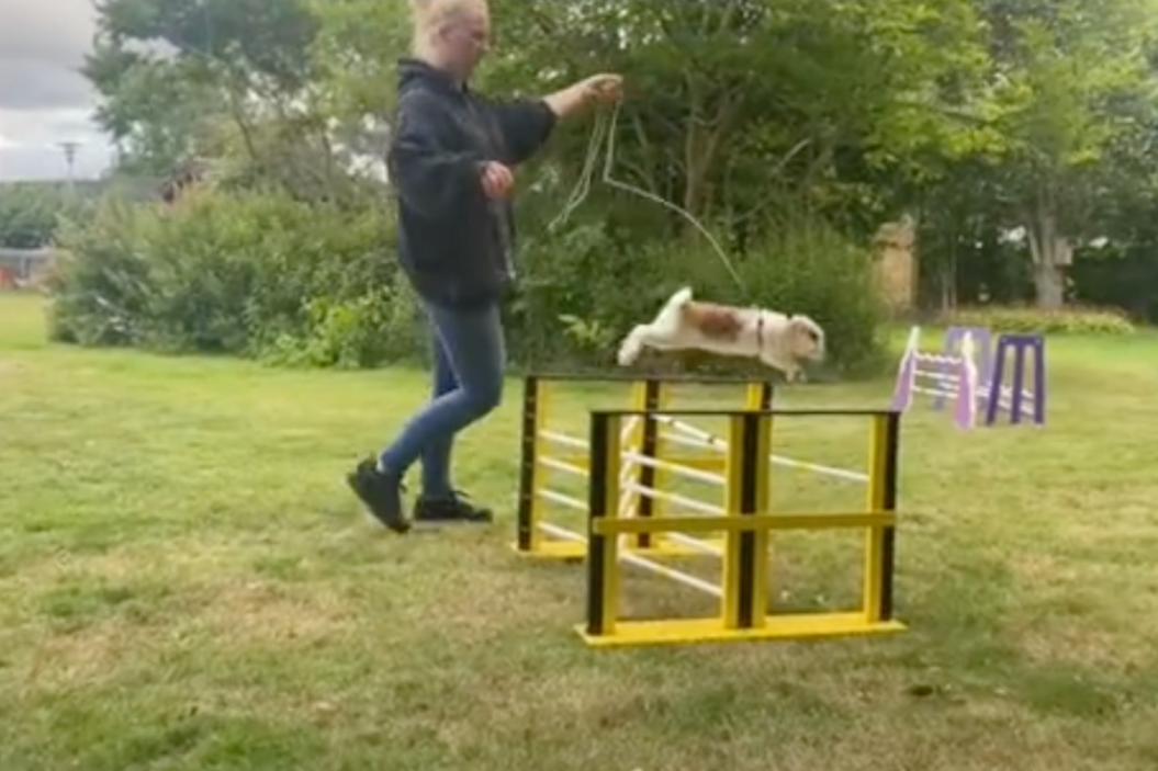 a rabbit jumps over an obstacle with trainer Tanja