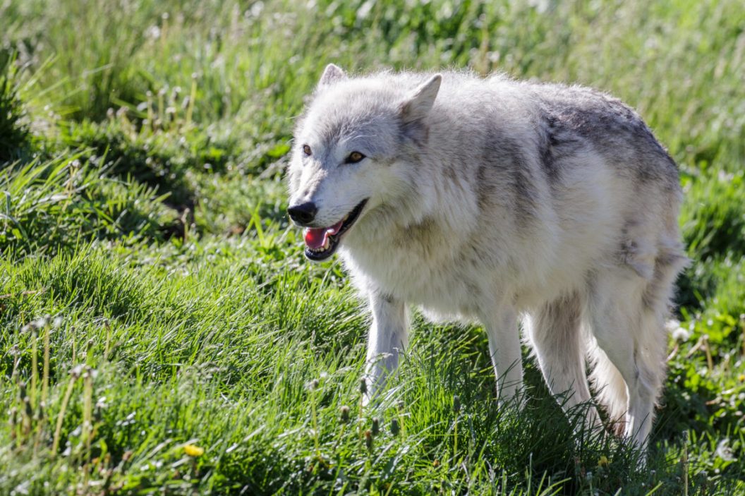 Gray wolf spotted in field in Montana.