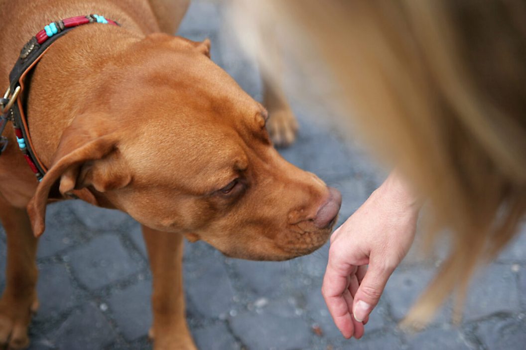 Image shows the proper way to greet a dog.Offer the back of your wrist to the dog to smell