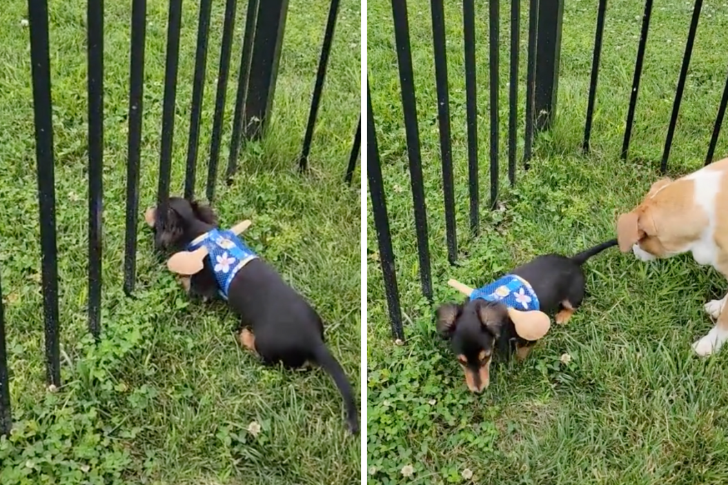 Scouty Lou tries to slip through the fence