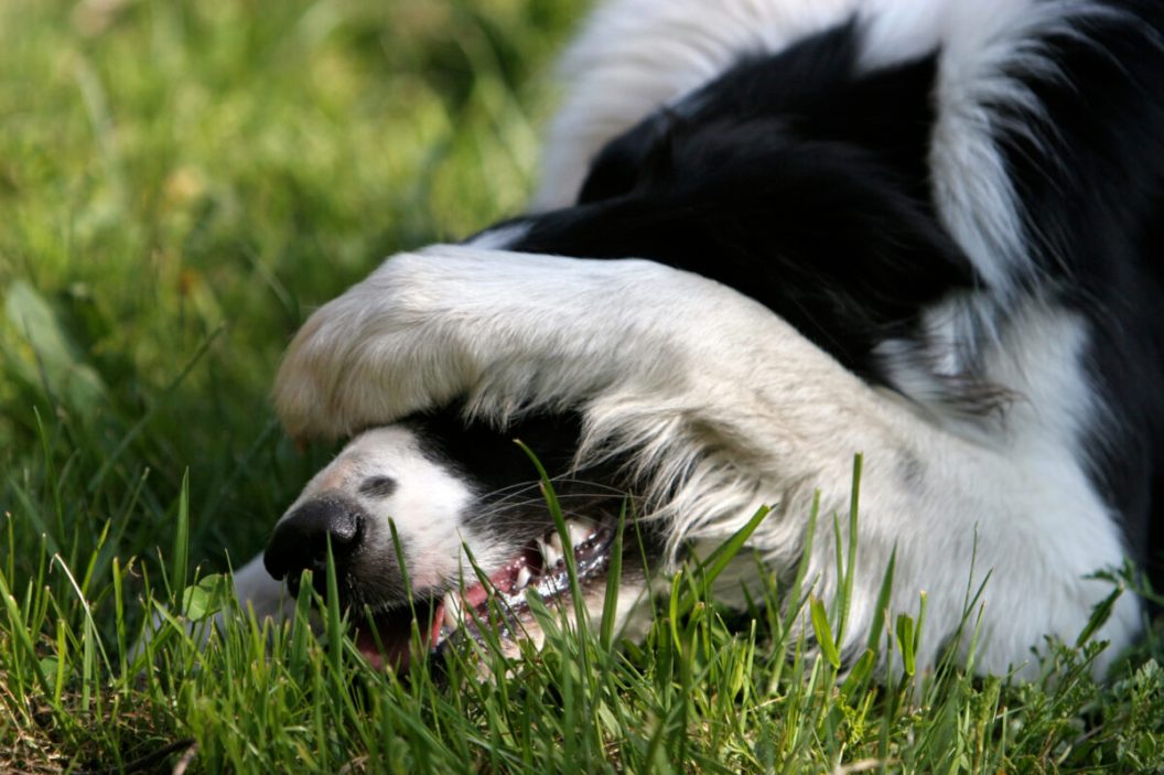 Cute border collie playing game - can't see you