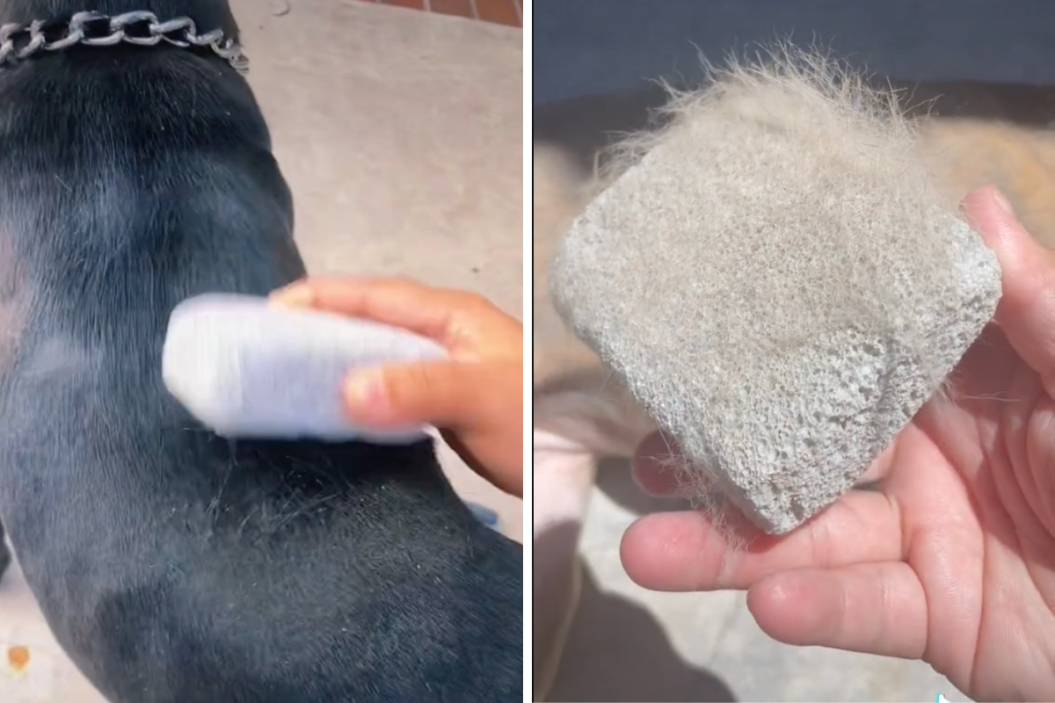 dog is brushed with a pumice stone