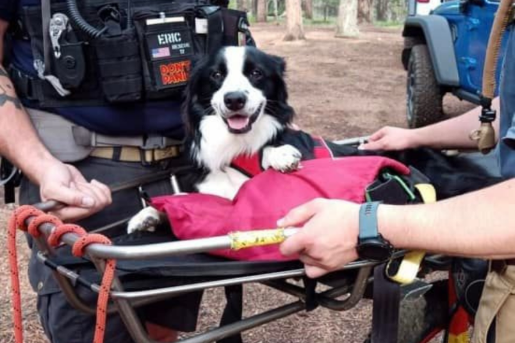 dog rescued from hike