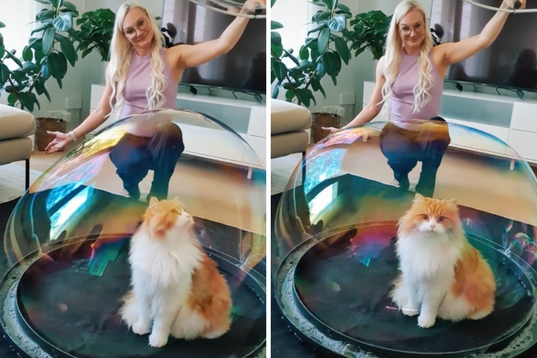 bubble artist creates a dome around a cat