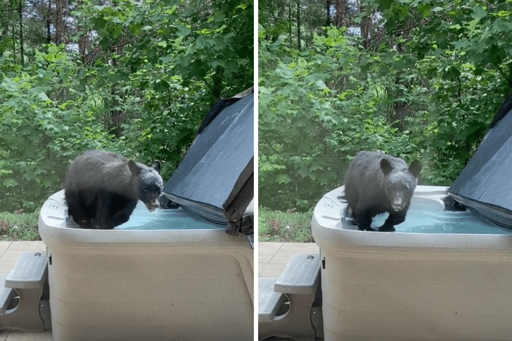 bear drinks water in the hot tub