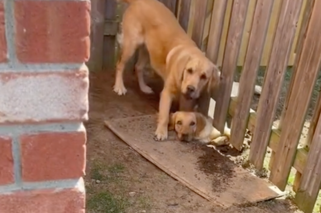 sam helps Lucy get under the fence