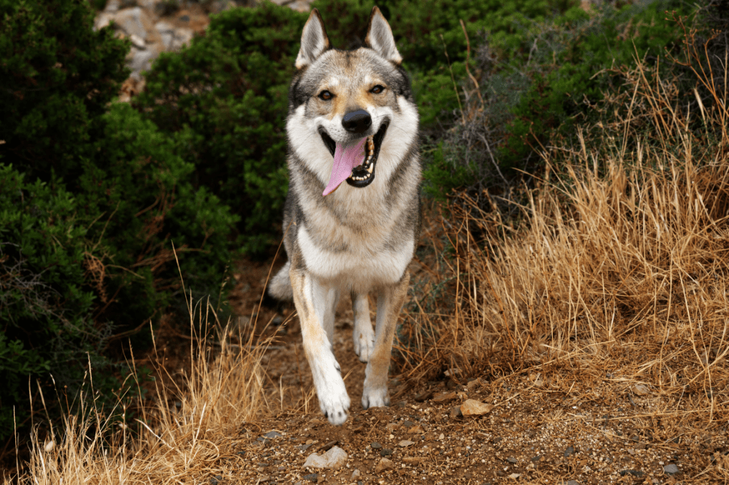 wolf dog runs on trail